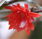 geheimnisvoll rot, pastell,, zart ... Blumen-Meer für bayerische Häuser und Gärten geheimnisvoll rot, pastell,, zart ... Blumen-Meer für bayerische Häuser und Gärten